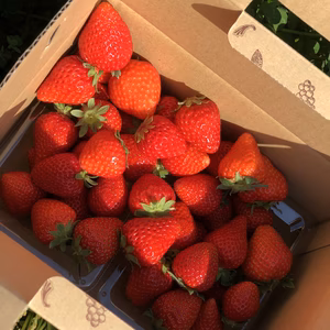 熊本阿蘇産　除草剤不使用、農薬不使用いちご　品種ランダムお得用700g箱