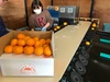 みかん山発！～三ヶ日ひづるみかん早生(LMS混合）