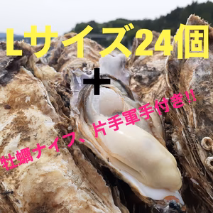 11月〜順次発送　生食可能　Lサイズ真牡蠣24個＋牡蠣ナイフ、片手軍手付き‼︎