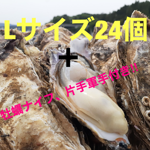 生牡蠣の名産地 南三陸産　Lサイズ真牡蠣24個＋牡蠣ナイフ、片手軍手付き‼︎