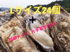 11月〜順次発送　生食可能　Lサイズ真牡蠣24個＋牡蠣ナイフ、片手軍手付き‼︎
