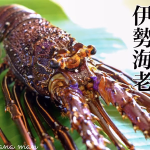 徳之島の大自然で育った【伊勢海老】獲れてます！