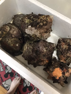 みんなの投稿の画像