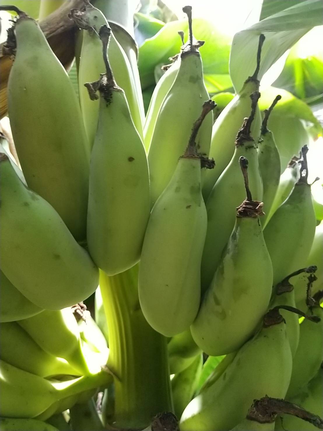 斑入りドワーフナムワバナナの苗 +ステファニア　エクレタ斑入り種