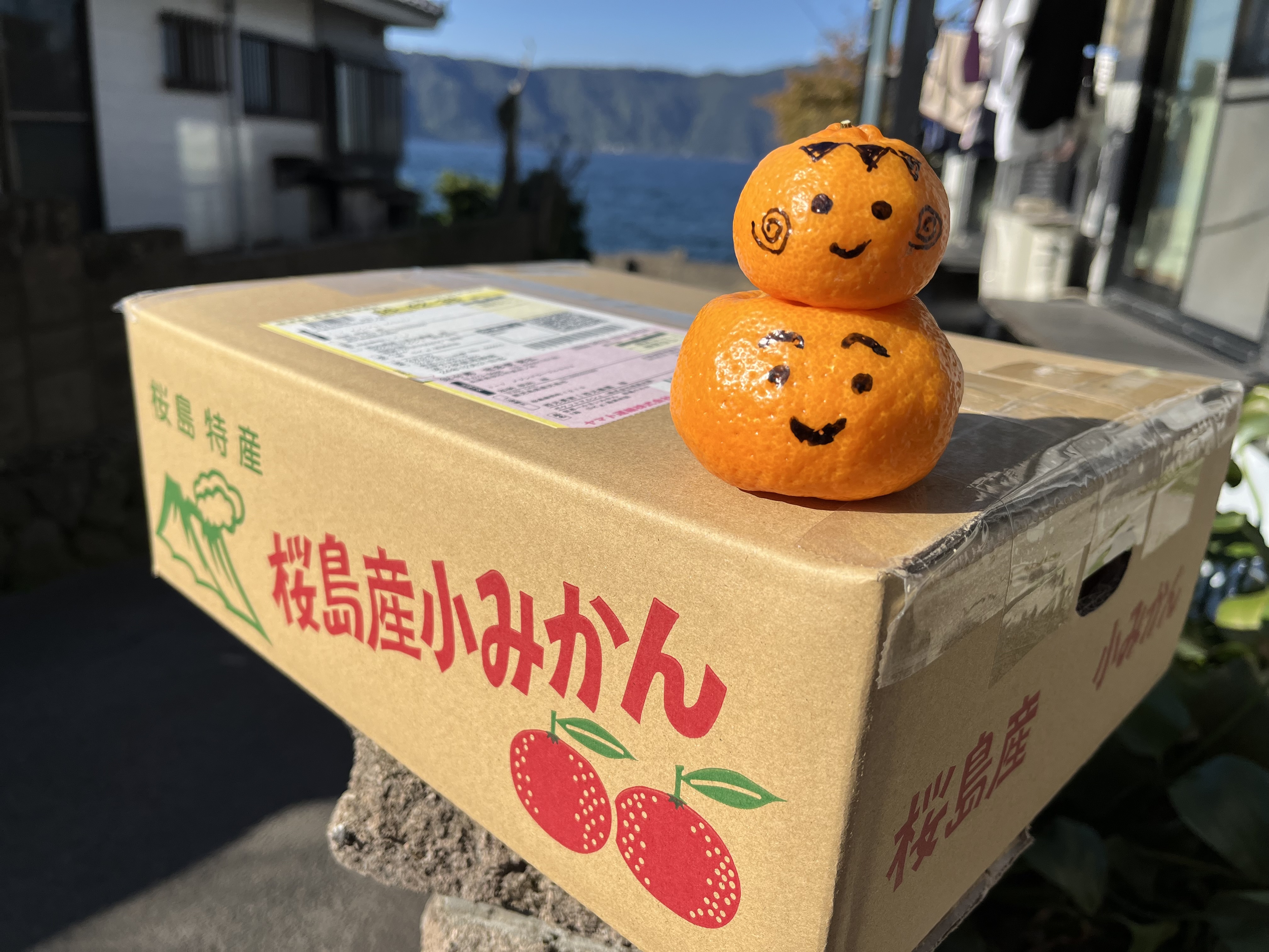 同梱みかん様㊶大きめ さくらホイップ❣️ミニマカロン交配❣️6苗!発根済み 園芸ネット本店｜ペチュニア：ホイップマカロン さくら3-3.5号ポット