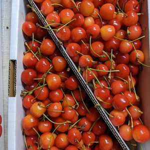 さくらんぼ紅秀峰Mサイズバラ詰め