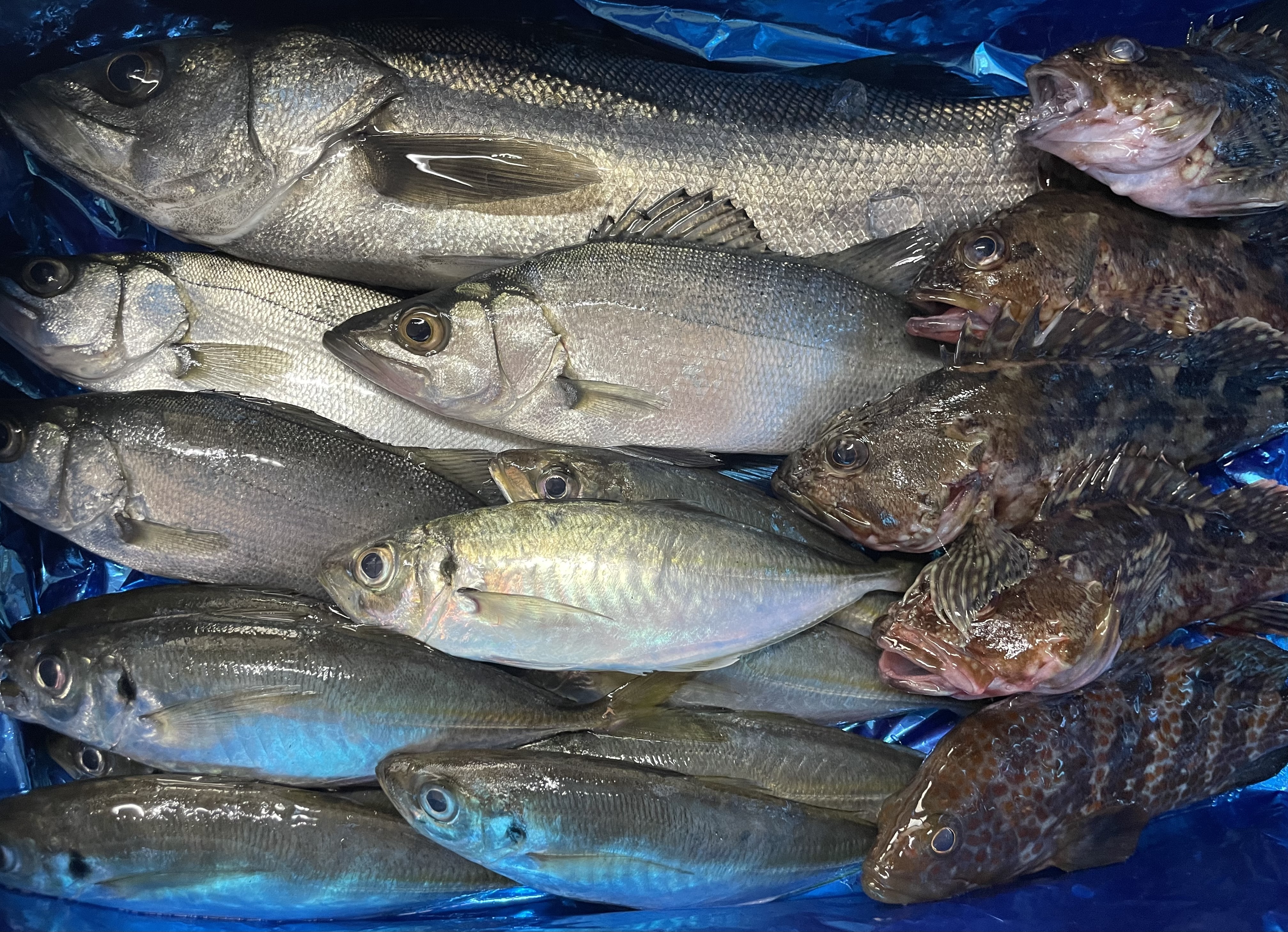 熊本県天草産 漁師直送 鮮度抜群！鮮魚おまかせBOX｜魚介セットの商品