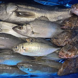 熊本県天草産　漁師直送 鮮度抜群！鮮魚おまかせBOX