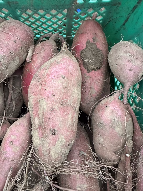 シルクスイート　　さつまいも　千葉県産　