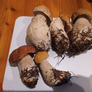 ◆今シーズン終盤◆ニセコ産天然生ポルチーニ茸100g