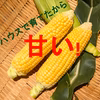 甘い！ハウスで育てたトウモロコシ