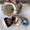 大きな！夜光貝(殻あり)★奄美大島産-1.25キロ