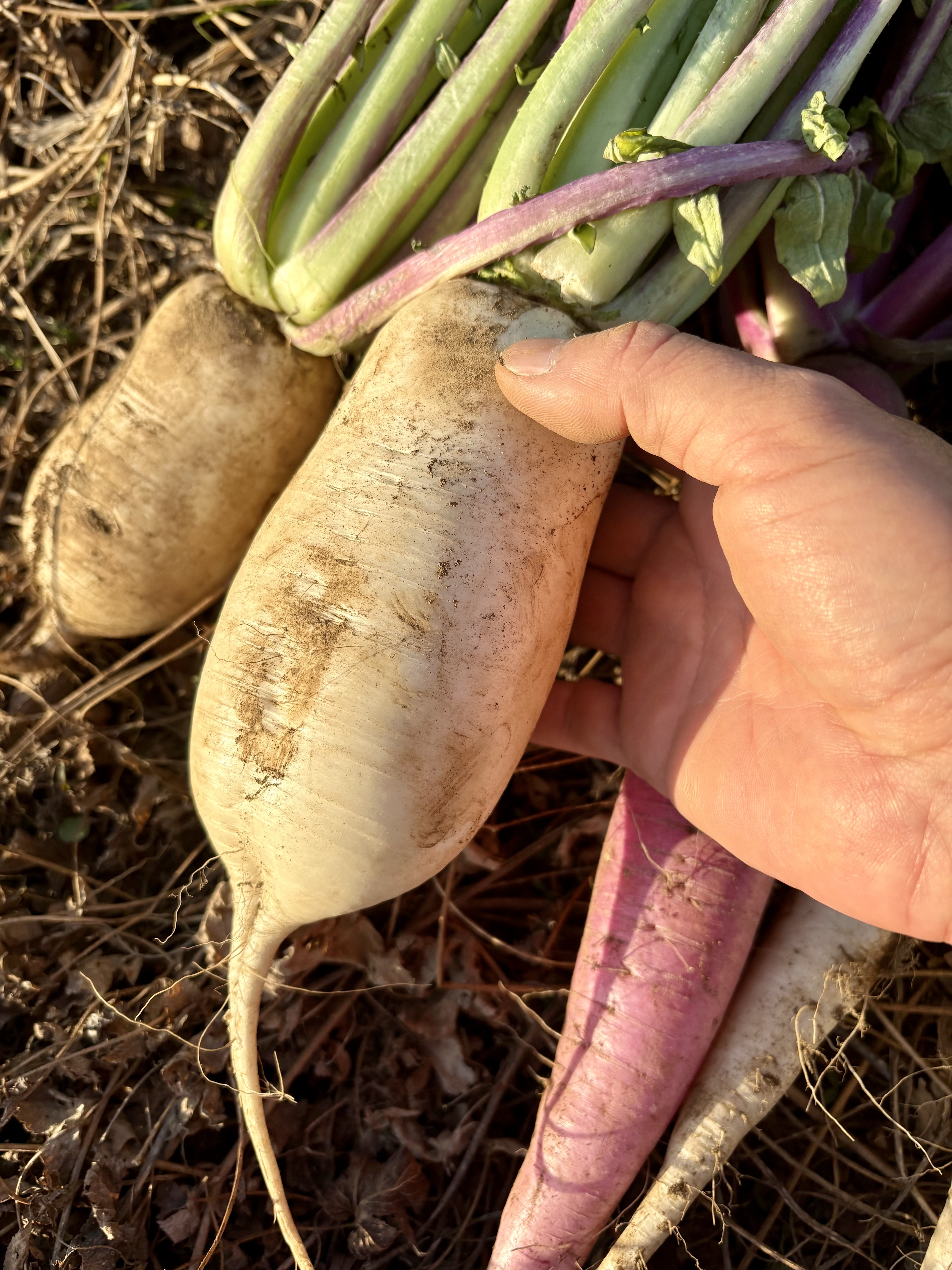 滋賀の伝統野菜!伊吹大根!辛味大根です。そばの薬味などにどうぞ! およそ2キロ(葉っぱなし8〜10本)