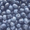 ７月発送【完熟・大粒】ブルーベリー