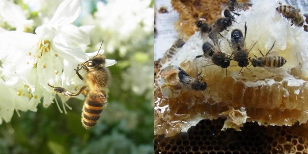 西洋ミツバチと日本ミツバチはどこが違うの？養蜂家さんに教えてもらいました | 農家漁師から産地直送の通販 ポケットマルシェ