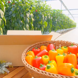 【クール】佐賀県産ロクマルパプリカミニ　mix