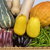 藤井 進 | デザインシーライオンファーム