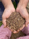 無農薬・無肥料栽培　希少種　紫もち麦「ダイシモチ」1kg