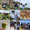 【体験】アフロきゃべつ収穫！畑できゃべつミルフィーユ＆ジュース・餃子PARTY