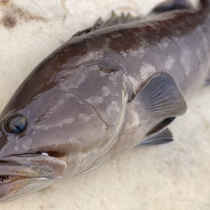 【松島産】天然クエ（約2.9kg）