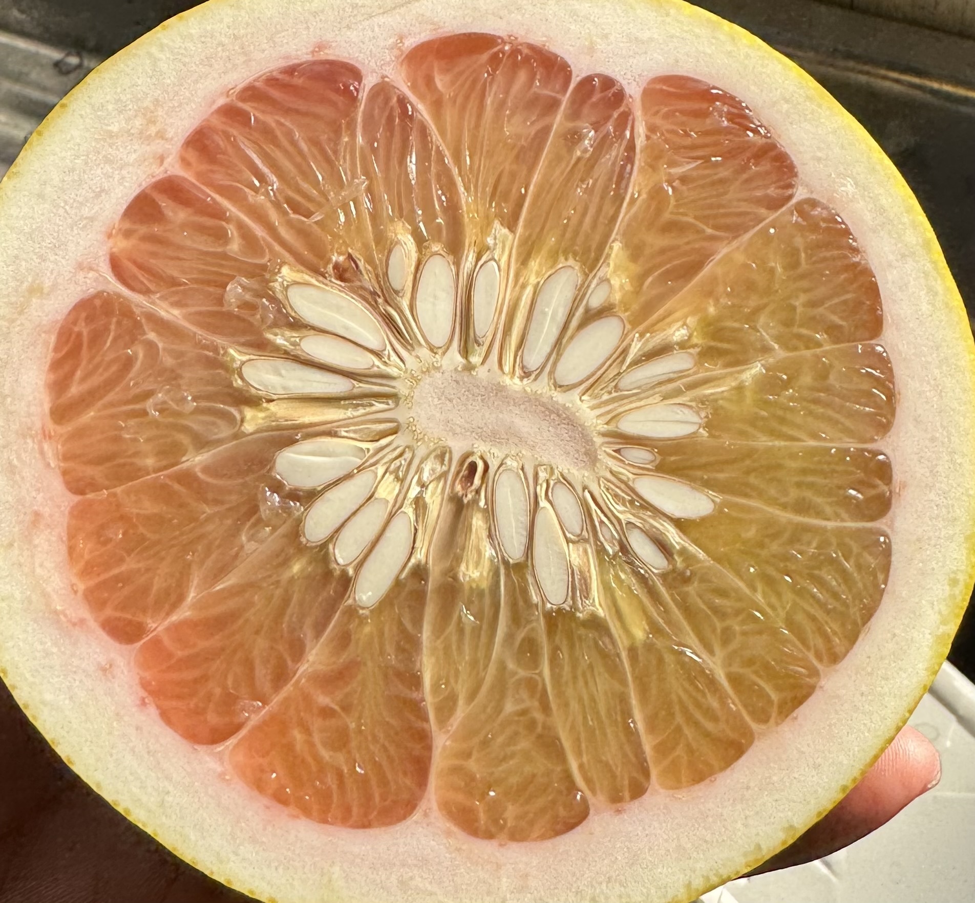 チャンドラポメロ　20キロ箱込み チャンドラポメロ3kg 家庭用【送料無料】 | 蔵出しみかんの産地直送