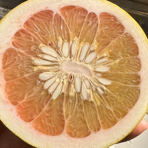 チャンドラポメロ