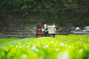 【こだわり茶農家】サッと淹れてゴクゴク飲める美味しい深蒸し茶「一番摘み」200g