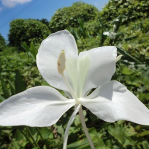 ジンジャーリリー 24㎝鉢　甘い香りの白い花　