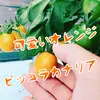 【熱海産♨農薬不使用】カラフルミニトマト 約1.8㎏