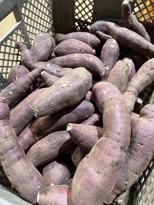 紅あずま✨ SMサイズ  B品 10kg 2組限定‼️