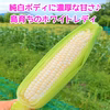 甘さ濃厚♪島育ちのホワイトコーン（ホワイトレディ）　１０本入り