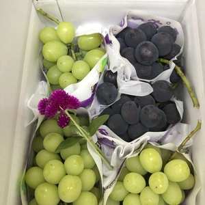 (家庭用)ヨシヒコの葡萄(シャイン3房＆ピオーネ2房ver/2キロ箱使用) 