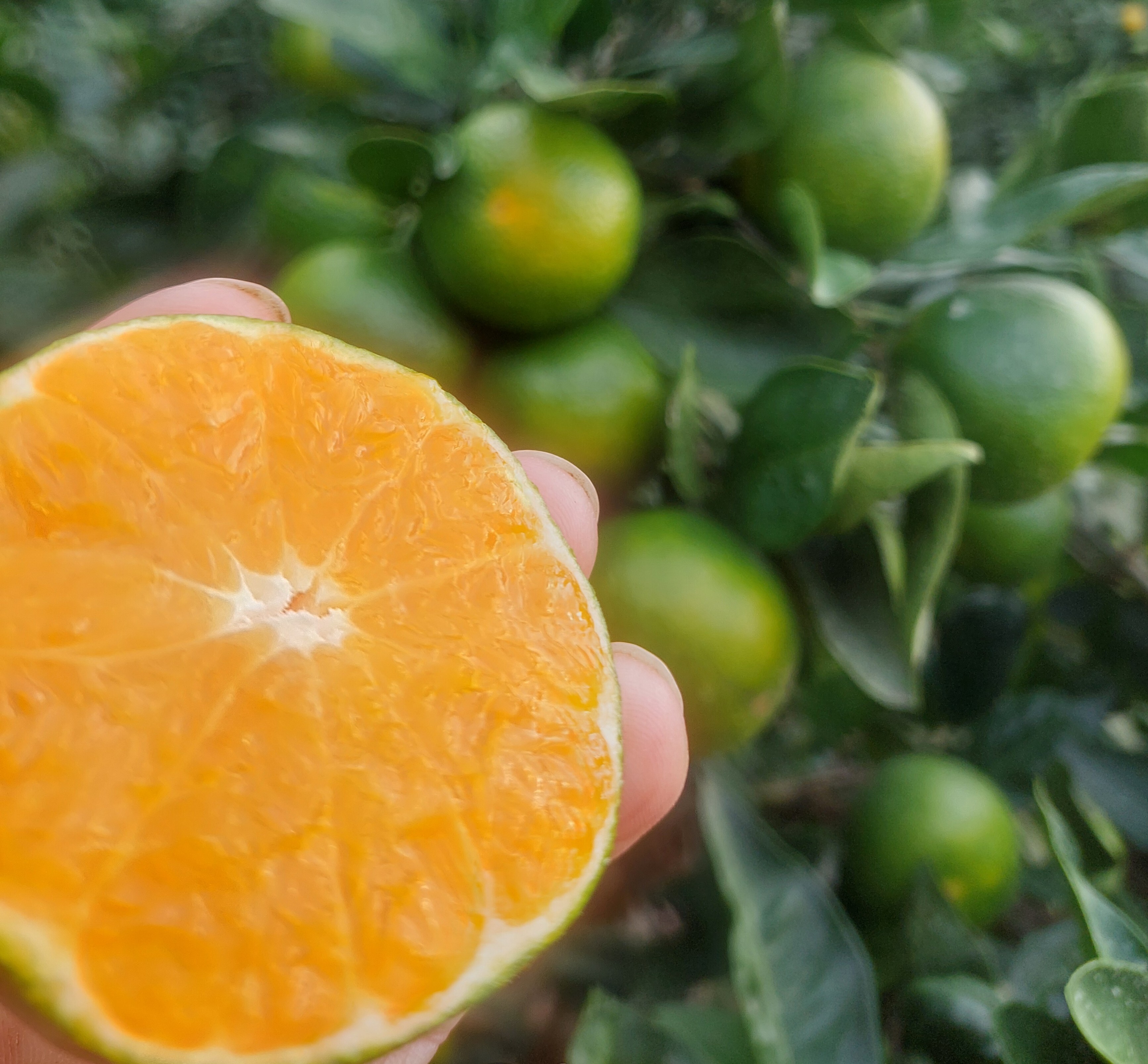 専用♥お年玉超超特価❤みかん❤トロトロ暖か⭐特大ブランケット☆Ｗボアケット♥ 専用♥お年玉超超特価❤みかん❤トロトロ暖か⭐特大ブランケット☆W