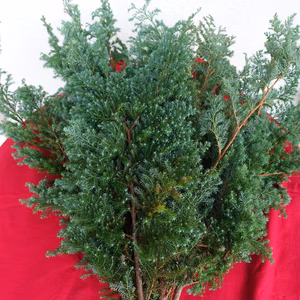 【送料500円割引】さつま杉　リース素材（切り枝50cm15本入り）