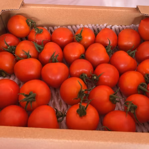 人気のミディトマト【フルティカ1.2キロ】