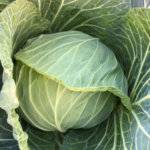 【トマトなし】冬野菜15kgセット