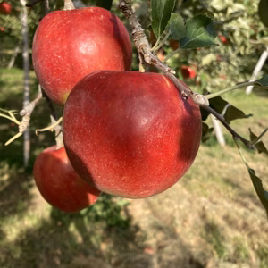 【限定販売】完熟紅玉‼️