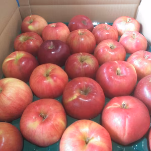 加工用紅玉5キロ