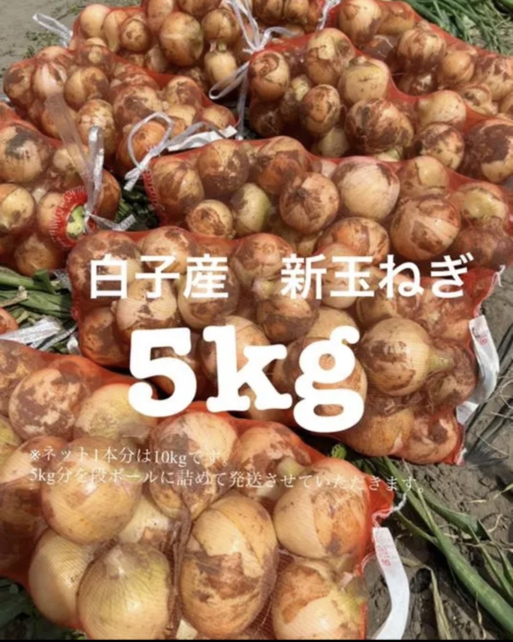 千葉県 白子町産 新玉ねぎ 5kg｜玉ねぎの商品詳細｜ポケット 