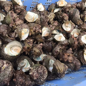 漁師直送！　熱海産　天然　サザエ 6キロ詰め合わせ