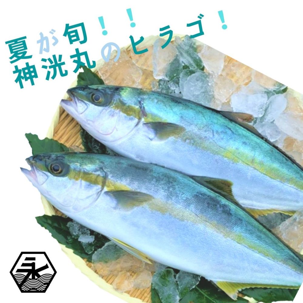 夏が旬 神洸丸のヒラゴ 壱岐島からの贈り物 農家漁師から産地直送の通販 ポケットマルシェ