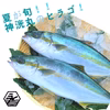 夏が旬★神洸丸のヒラゴ★　壱岐島からの贈り物