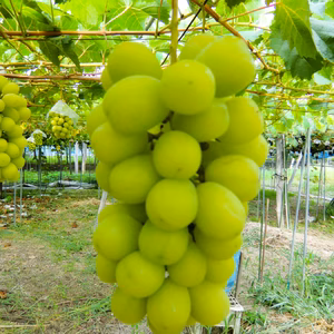 山形県産高級ぶどうシャインマスカット・ロザリオビアンコの食べ比べ。 