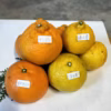 早春の春みかん おまかせ詰合せ（箱込4kg 家庭用）