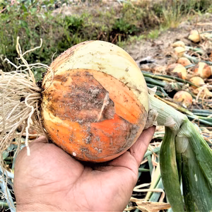 晩成玉ねぎ　農薬不使用（無農薬）栽培