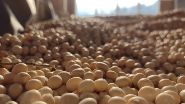 ◆予約特価◆つるの子大豆○農薬化学肥料使ってません