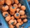 今が旬‼️甘さたっぷり富有柿10kg⭐️岐阜県本巣市産