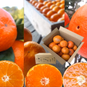 驚きの低価格！生産者と消費者をダブル応援みかん　訳あり品　サイズ混合　