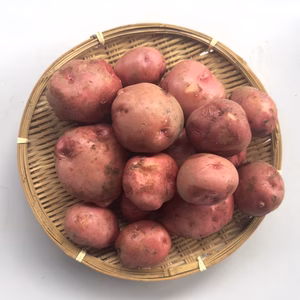 【赤いホクホクの新ジャガイモ】アンデスレッド・2kg