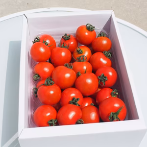 おばあちゃんの美味しい採りたてトマト　中玉　Mr.浅野のけっさく
